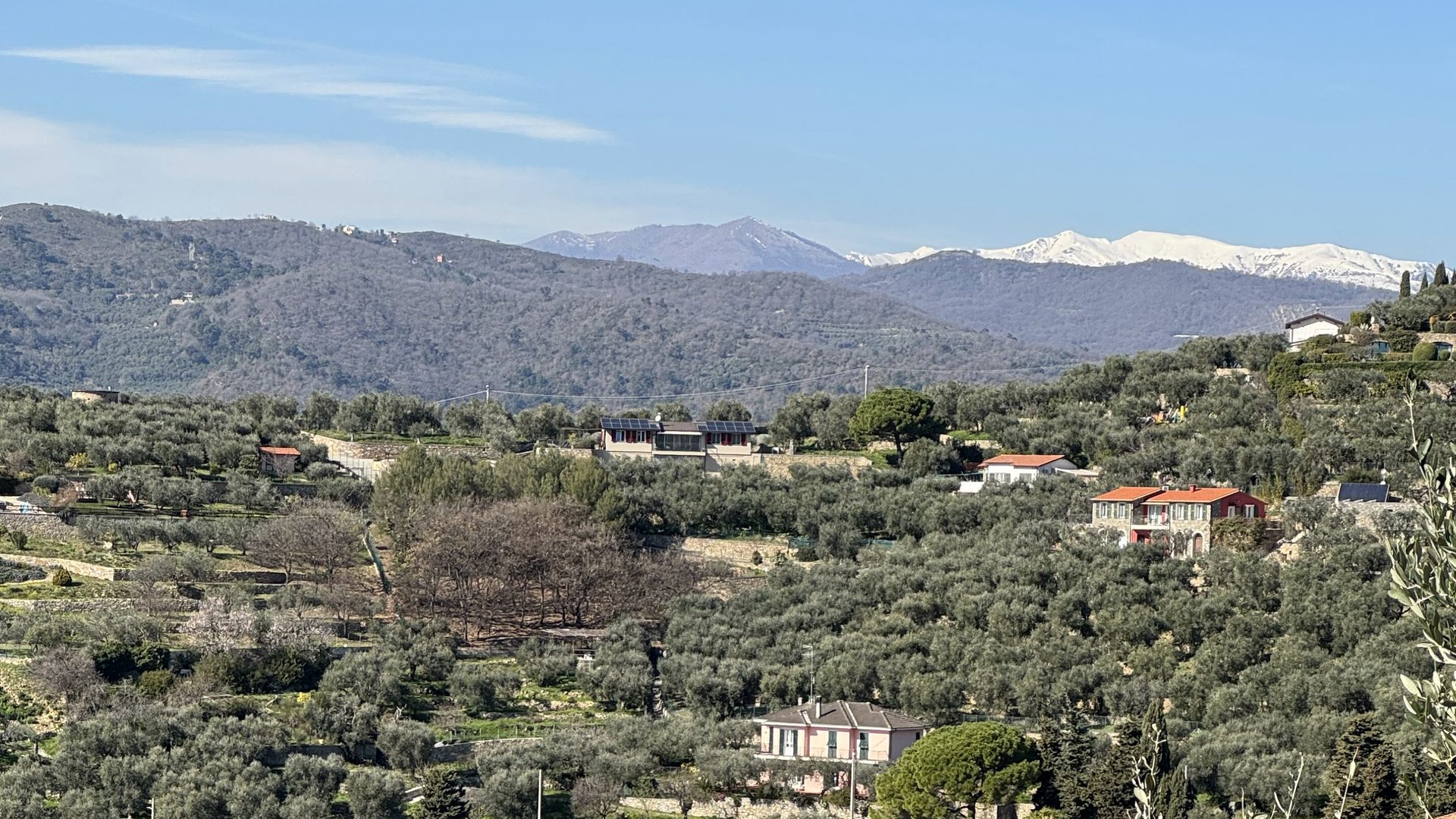 Oliventerrassen im Hinterland von Imperia mit verschneiten Seealpen